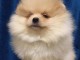 Magnifique Chiots spitz mâle et femelle