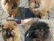 Superbes chiots chow chow