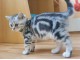 2 bb chats tigrés en adoption