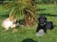 A donner magnifiques chiots labrador