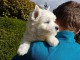 Adorable chiots Westie a donner