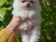 a reserver magnifique chiot spitz nain