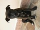 Staffordshire bull terrier de 11 semaines