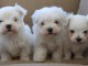 Donne adorable chiots Bichon Maltais