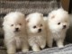 Magnifique chiots spitz nain