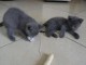 superbes chatons chartreux