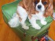 chiots cavalier king charles disponible