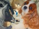 cavalier king charles en bonne santer