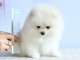 A donner chiots  spitz nain