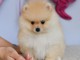 A donner chiots  spitz nain