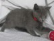 Chatons Chartreux  donner