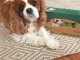 cavalier king charles en bonne santer