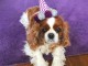 jolie cavalier king charles disponible