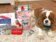 cavalier king charles en bonne santer