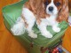 jolie cavalier king charles disponible