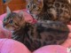 Donne magnifiques Chatons Bengal