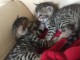 Donne Magnifiques Chatons Bengal