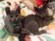 Donne Chatons Chartreux