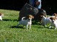 Donne Chiots Jack Russell