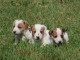 Donne Chiots Jack Russell