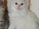 A donner Magnifiques chatons main coon