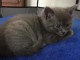 Deux chatons chartreux en adoption