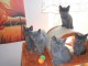 Magnifiques chatons chartreux