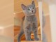 Deux chatons chartreux en adoption