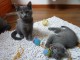 2 bébés chartreux  à adopter