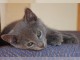 Deux superbes chatons chartreux gris à adopter