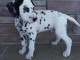 Magnifique chiots dalmatien non lof à donner