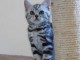 URGENT Chatons British Shorthair non LOOF