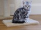 URGENT Chatons British Shorthair non LOOF