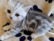 URGENT Chatons British Shorthair non LOOF