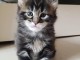 Chatons type maine coon 