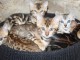 Chatons Bengal loof disponible  de suite