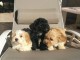 Chiots Bichon Havanais Pure Race