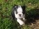 Chiot Boston Terrier a donner