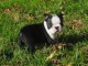 Chiot Boston Terrier a donner