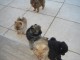 Magnifiques chiots Spitz nain