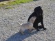 Magnifiques chiots labrador