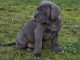 Magnifiques chiots cane corso