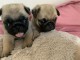 chiots bouledogue français a donner