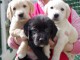 Adorables chiots labrador lof 