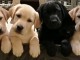 Magnifiques  chiots labrador lof 