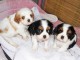 Magnifiuqes chiots cavalier king charles lof 