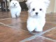 Magnifique bichon maltes 