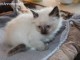 4 chatons sacre de birmanie