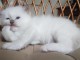 4 chatons sacre de birmanie