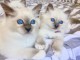 4 chatons sacre de birmanie